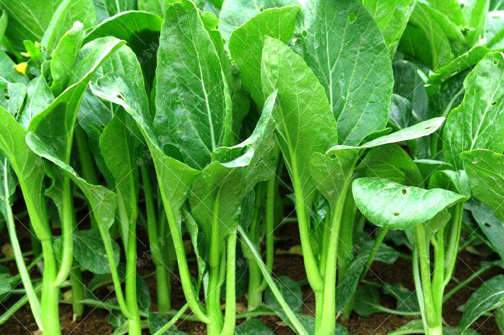 1558596931260584.jpg timg (4).jpg