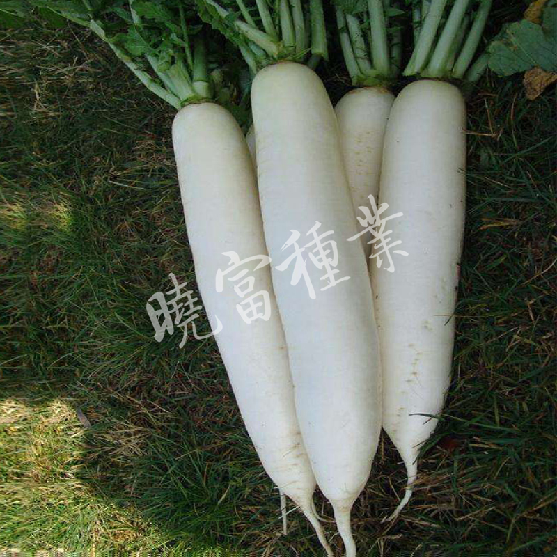 1585788698832288.jpg 02.jpg